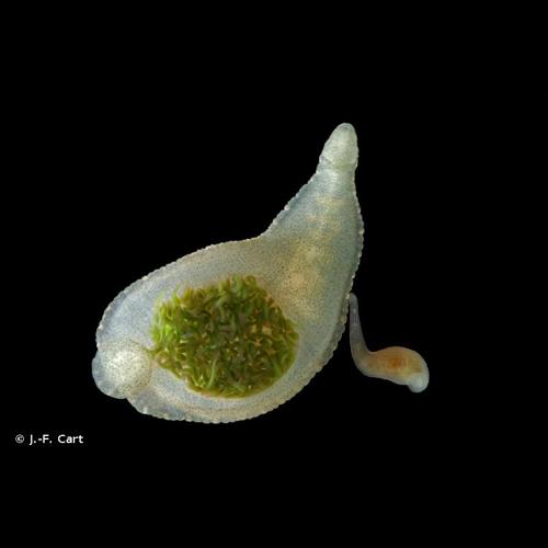 <i>Theromyzon tessulatum</i> (O.F. Müller, 1774) © J.-F. Cart