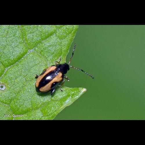 <i>Phyllotreta ochripes</i> (Curtis, 1837) © C. Quintin
