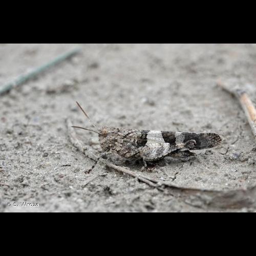 <i>Oedipoda caerulescens sardeti</i> Defaut, 2006 © S. Wroza