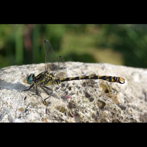 <i>Onychogomphus uncatus</i> (Charpentier, 1840) © P. Gourdain