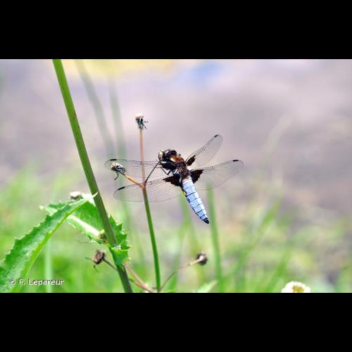 <i>Libellula depressa</i> Linnaeus, 1758 © F. Lepareur