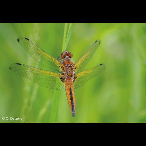 <i>Libellula fulva</i> O.F. Müller, 1764 © O. Delzons