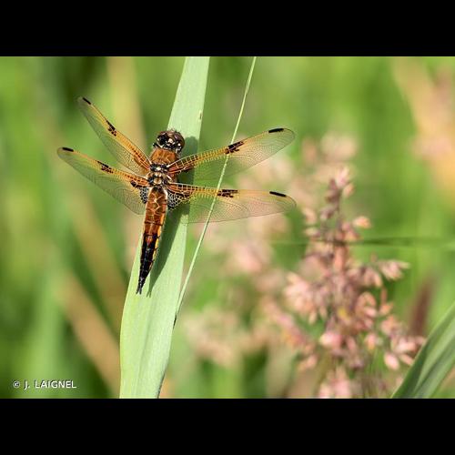 <i>Libellula quadrimaculata</i> Linnaeus, 1758 © J. LAIGNEL