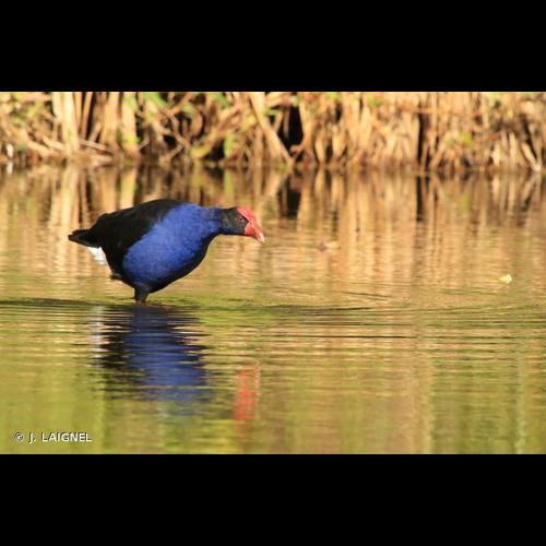 <i>Porphyrio porphyrio</i> (Linnaeus, 1758) © J. LAIGNEL