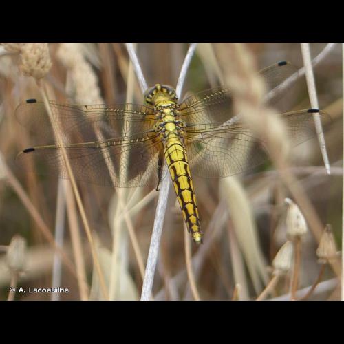 <i>Orthetrum cancellatum</i> (Linnaeus, 1758) © A. Lacoeuilhe