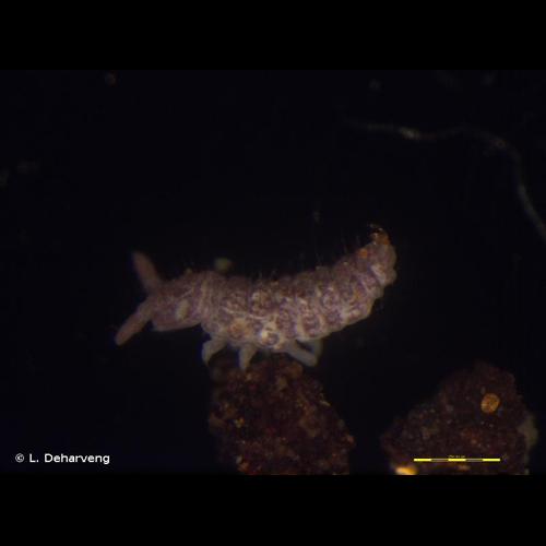 <i>Ceratophysella denticulata</i> (Bagnall, 1941) © L. Deharveng