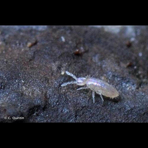 <i>Pseudosinella alba</i> (Packard, 1873) © C. Quintin