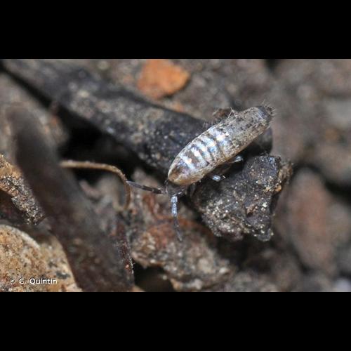 <i>Lepidocyrtus curvicollis</i> Bourlet, 1839 &copy; C. Quintin