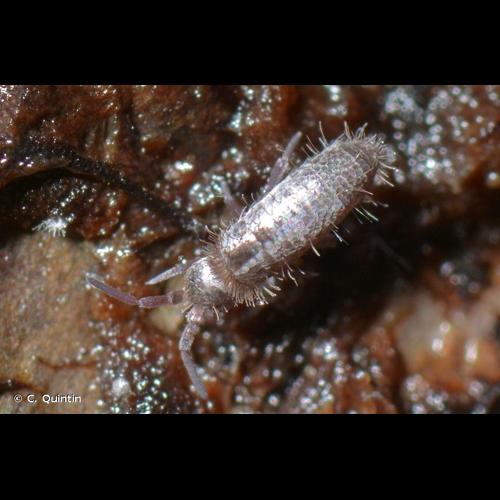 <i>Heteromurus major</i> (Moniez, 1889) © C. Quintin