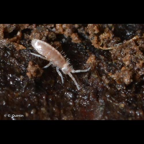 <i>Heteromurus nitidus</i> (Templeton, 1835) © C. Quintin