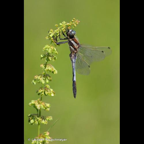 <i>Orthetrum albistylum</i> (Selys, 1848) &copy; Laurent Rouschmeyer