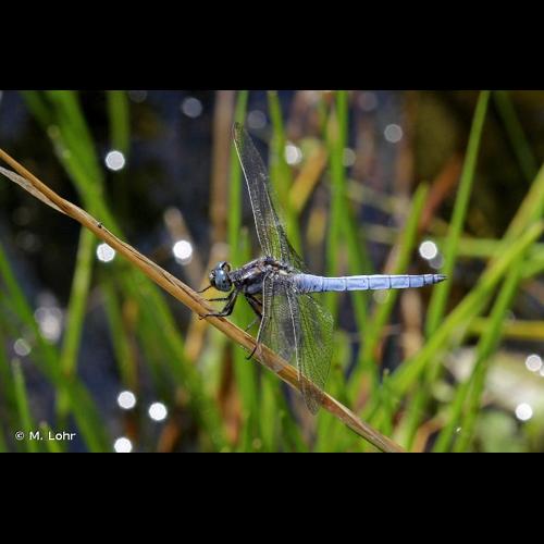 <i>Orthetrum coerulescens</i> (Fabricius, 1798) © M. Lohr
