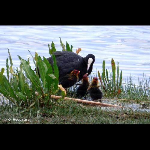 <i>Fulica atra</i> Linnaeus, 1758 © O. Roquinarc'h