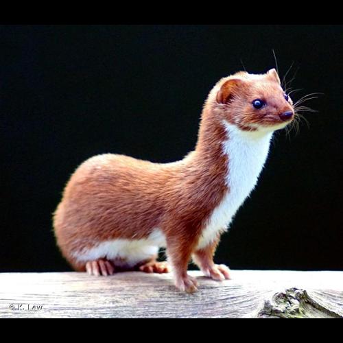 <i>Mustela nivalis</i> Linnaeus, 1766 © K. Law / Wikimedia Commons