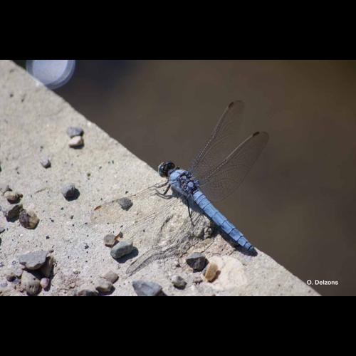 <i>Orthetrum brunneum</i> (Boyer de Fonscolombe, 1837) &copy; O. Delzons