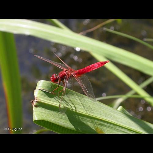 <i>Crocothemis erythraea</i> (Brullé, 1832) © F. Jiguet