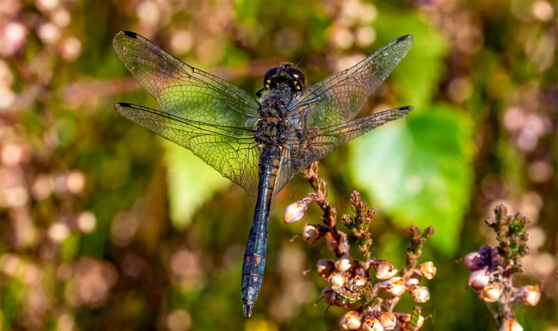 <i>Sympetrum danae</i> (Sulzer, 1776) &copy; Pete Richman