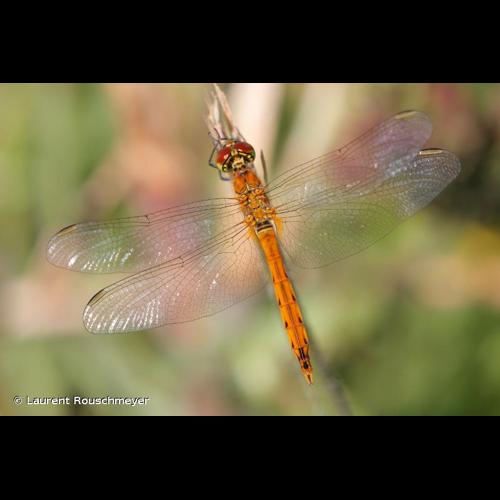 <i>Sympetrum depressiusculum</i> (Selys, 1841) © Laurent Rouschmeyer