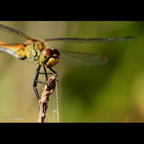 <i>Sympetrum sanguineum</i> (O.F. Müller, 1764) &copy; J. LAIGNEL