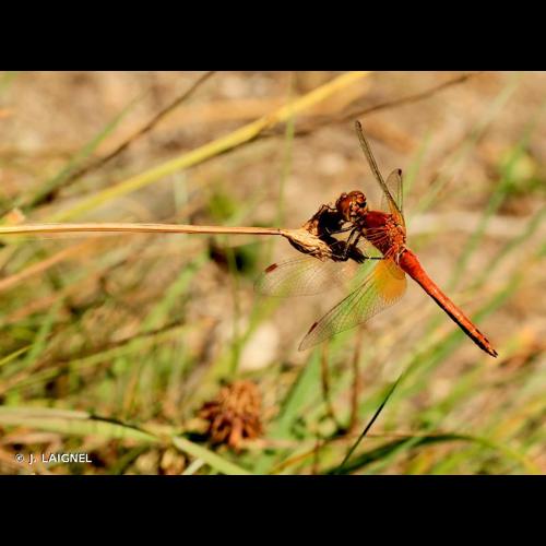 <i>Sympetrum flaveolum</i> (Linnaeus, 1758) © J. LAIGNEL