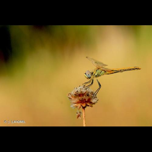 <i>Sympetrum fonscolombii</i> (Selys, 1840) © J. LAIGNEL