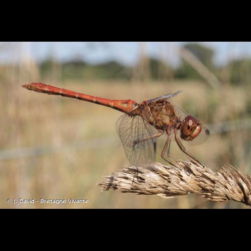 <i>Sympetrum meridionale</i> (Selys, 1841) &copy; J. David - Bretagne Vivante
