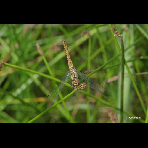 <i>Sympetrum striolatum</i> (Charpentier, 1840) © P. Gourdain