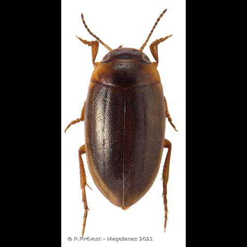 <i>Hydroporus memnonius</i> Nicolai, 1822 © P.Prévost - Magellanes 2021