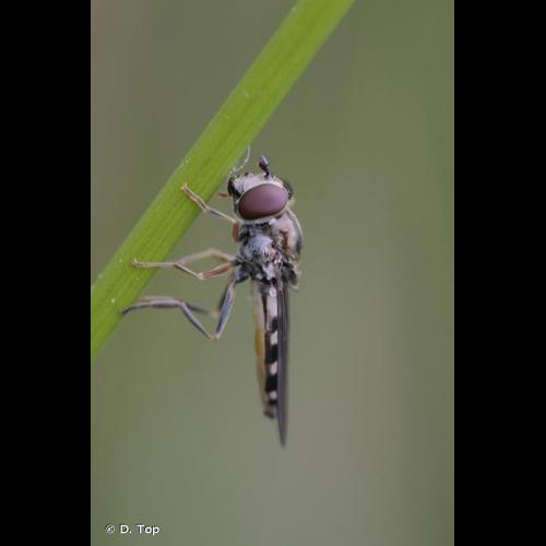 <i>Platycheirus peltatus</i> (Meigen, 1822) © D. Top