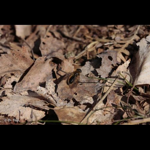 <i>Cheilosia albipila</i> Meigen, 1838 © D. Top