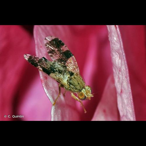 <i>Tephritis formosa</i> (Loew, 1844) © C. Quintin