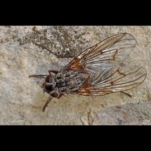 <i>Phaonia tuguriorum</i> (Scopoli, 1763) © C. Quintin