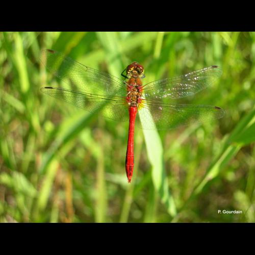<i>Sympetrum vulgatum</i> (Linnaeus, 1758) © P. Gourdain