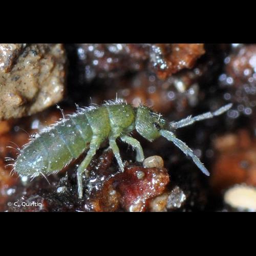 <i>Isotoma viridis</i> Bourlet, 1839 © C. Quintin