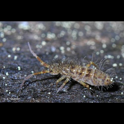 <i>Orchesella villosa</i> (Geoffroy, 1762) © C. Quintin
