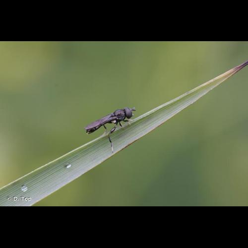 <i>Neoascia tenur</i> (Harris, 1780) © D. Top