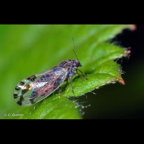 <i>Cacopsylla pulchella</i> (Löw, 1877) © C. Quintin