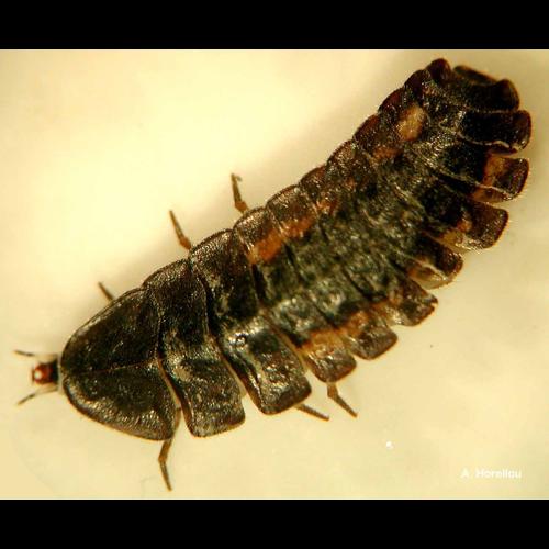 <i>Lamprohiza splendidula</i> (Linnaeus, 1767) © A. Horellou