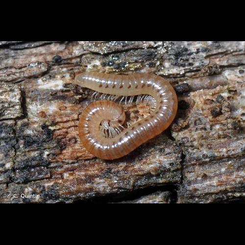 <i>Cylindroiulus punctatus</i> (Leach, 1815) © C. Quintin