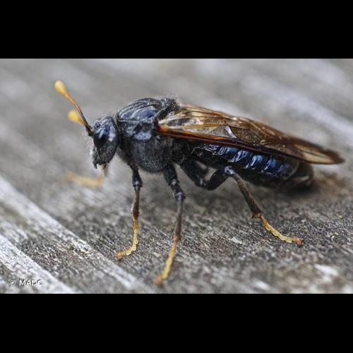 <i>Cimbex femoratus</i> (Linnaeus, 1758) © MADC