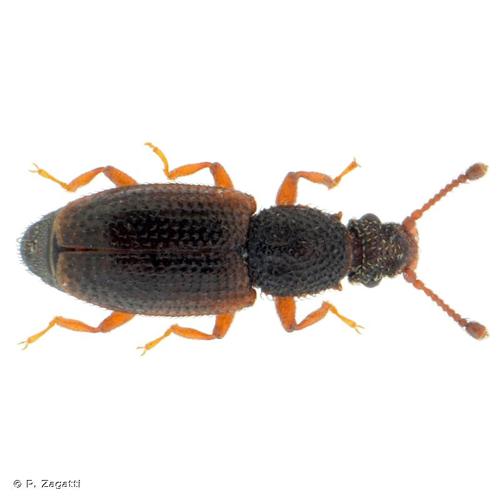 <i>Monotoma spinicollis</i> Aubé, 1838 © P. Zagatti