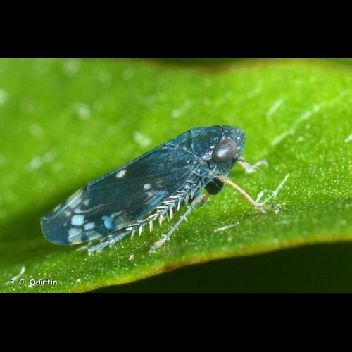 <i>Neoaliturus fenestratus</i> (Herrich-Schäffer, 1834) &copy; C. Quintin