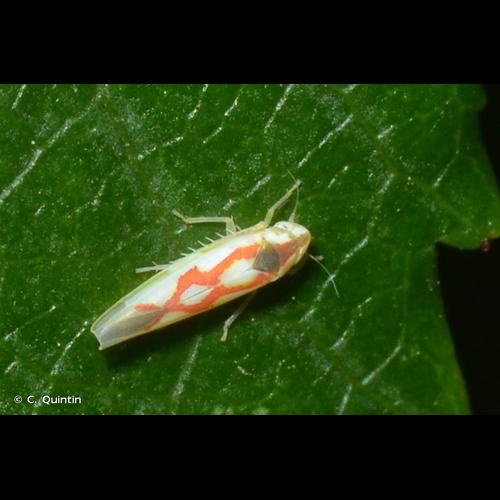 <i>Zygina flammigera</i> (Fourcroy, 1785) © C. Quintin