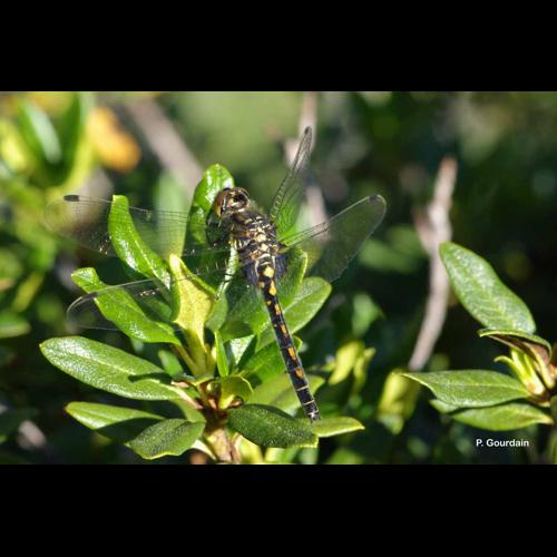 <i>Leucorrhinia dubia</i> (Vander Linden, 1825) &copy; P. Gourdain