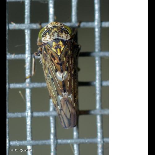 <i>Acericerus heydenii</i> (Kirschbaum, 1868) © C. Quintin