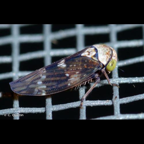 <i>Acericerus ribauti</i> Nickel & Remane, 2002 © C. Quintin