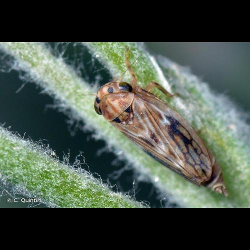 <i>Agallia consobrina</i> Curtis, 1833 © C. Quintin