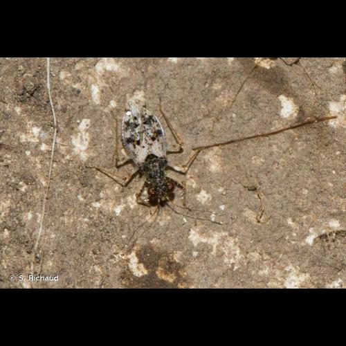 <i>Leptopus marmoratus</i> (Goeze, 1778) © S. Richaud
