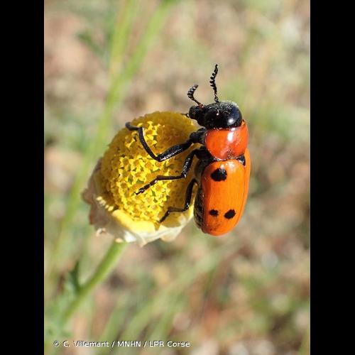 <i>Tituboea sexmaculata</i> (Fabricius, 1781) © C. Villemant / MNHN / LPR Corse