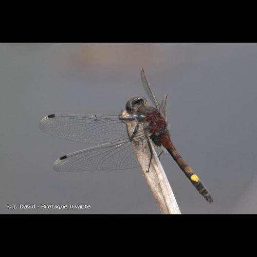 <i>Leucorrhinia pectoralis</i> (Charpentier, 1825) © J. David - Bretagne Vivante